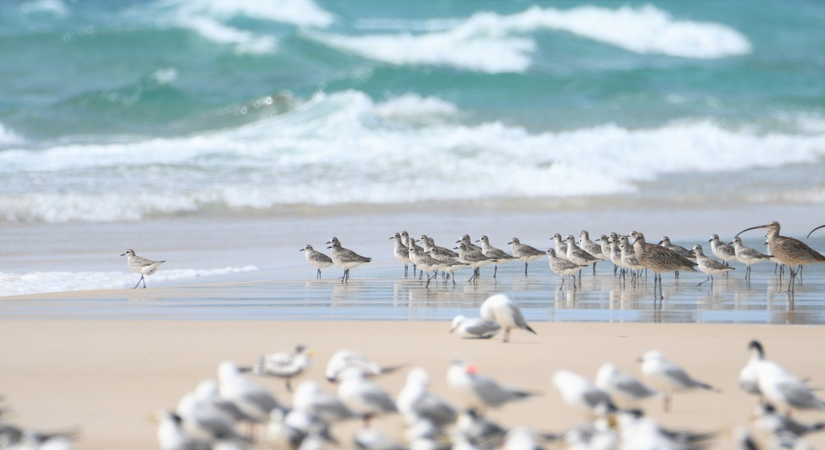 Black-bellied Plover - ML312212001