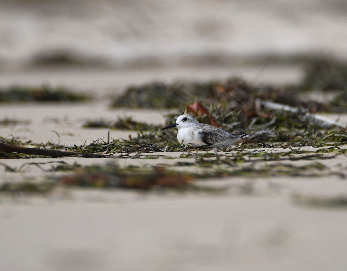 Bécasseau sanderling - ML312212041