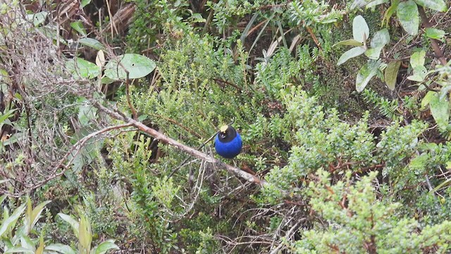 Golden-crowned Tanager - ML312212221