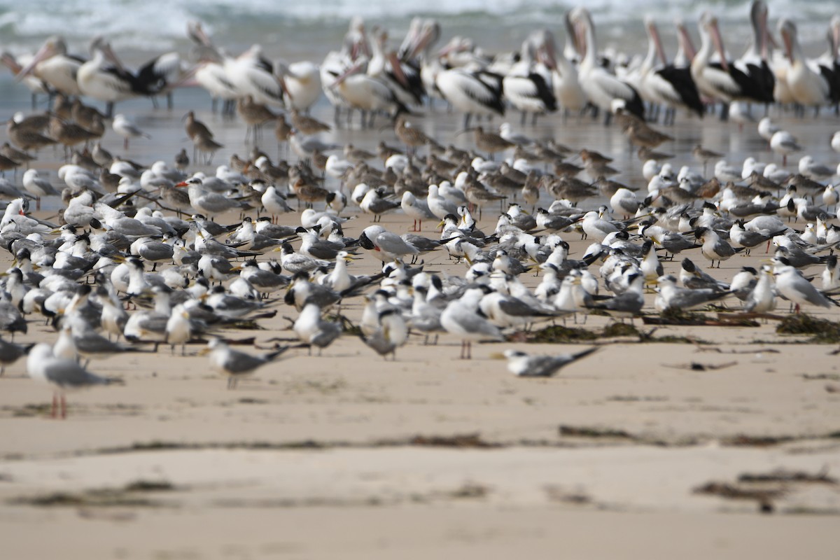 Great Crested Tern - ML312212241