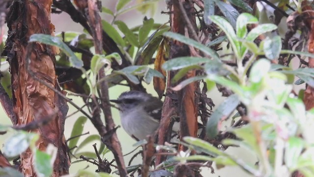 White-banded Tyrannulet - ML312212341