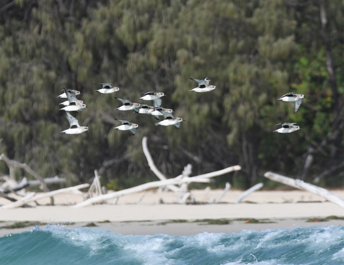 Black-bellied Plover - Michael Daley