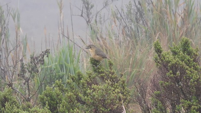 Tawny Antpitta - ML312213131