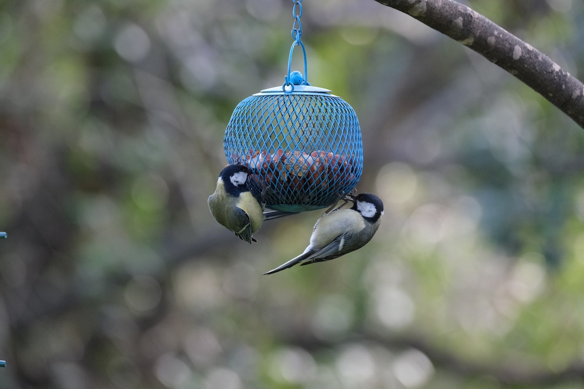 Great Tit (Great) - ML312214871