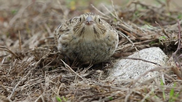 アカエリツメナガホオジロ - ML312215641