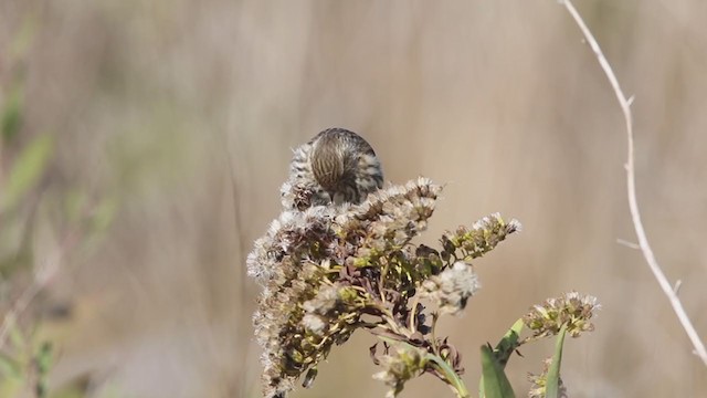 Tarin des pins - ML312216021