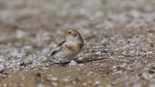 Plectrophane des neiges - ML312216191