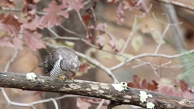 Common Cuckoo - ML312216761