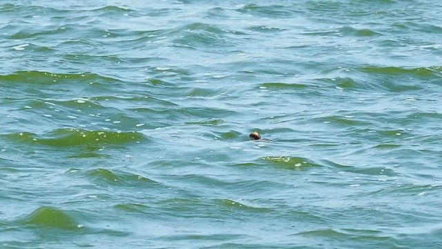 Eared Grebe - ML312216801