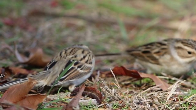 Clay-colored Sparrow - ML312217491