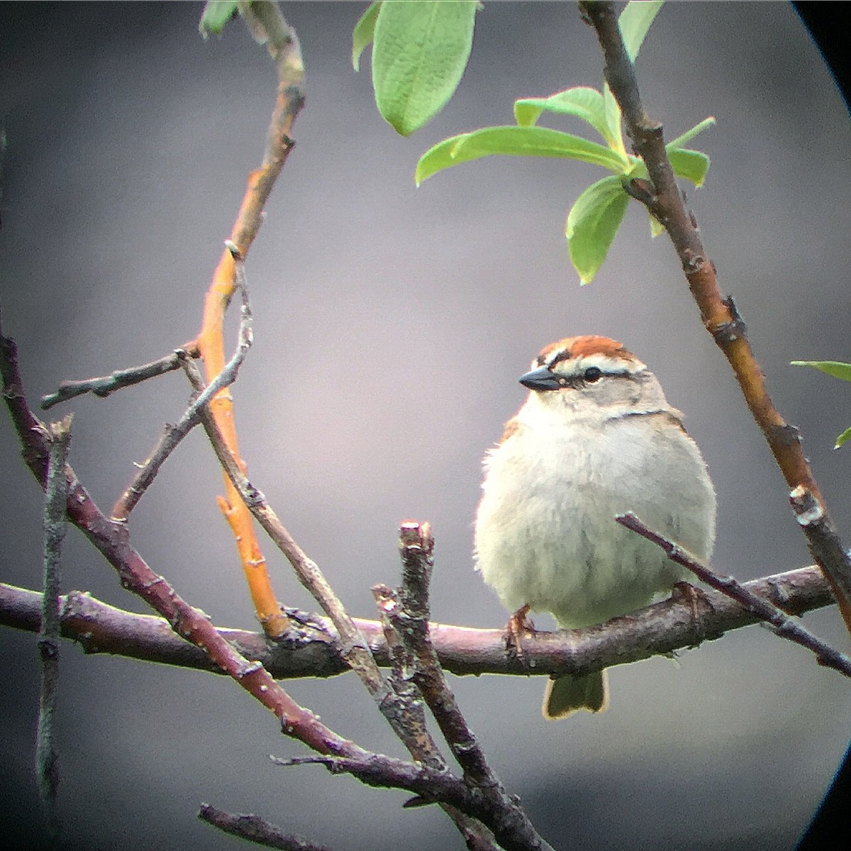 Chipping Sparrow - Justin Saunders