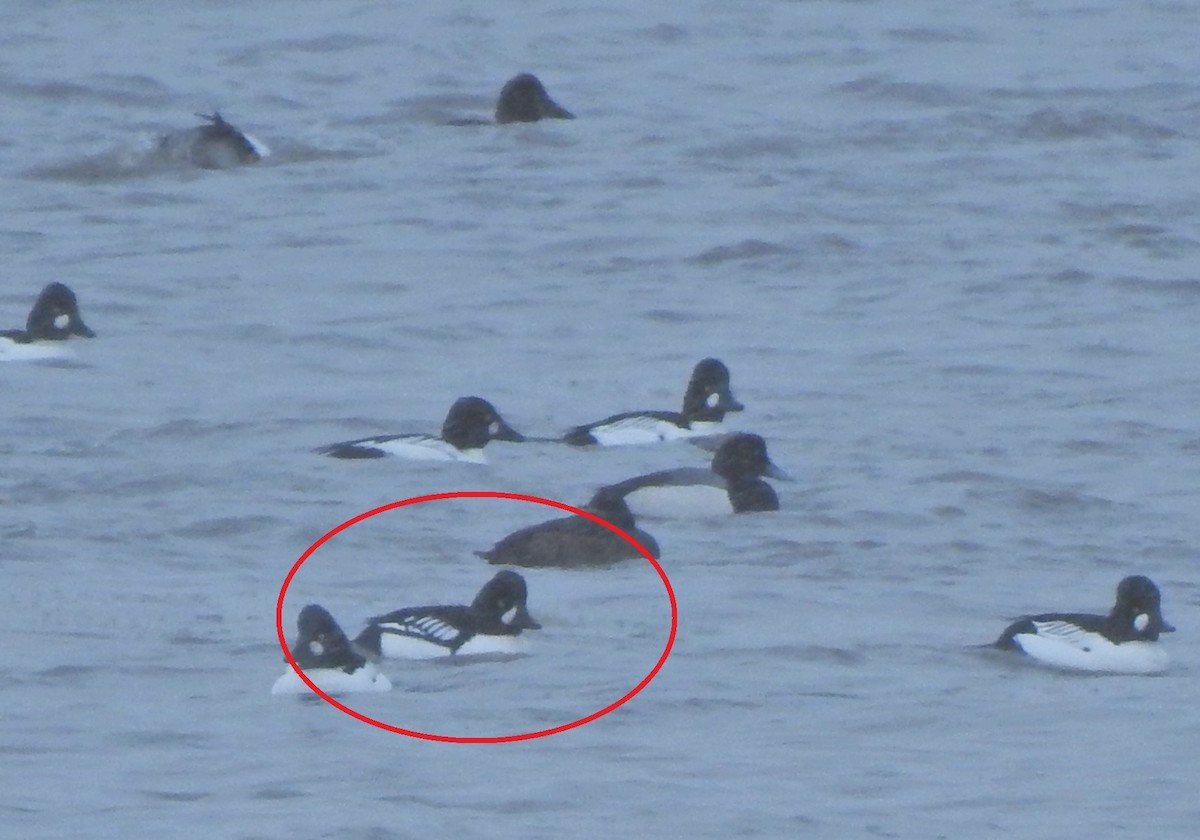 Barrow's Goldeneye - ML312217901