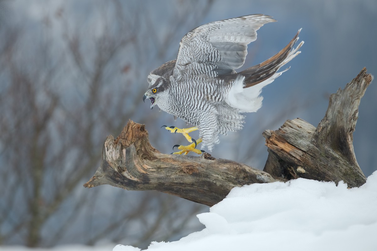 Eurasian Goshawk - Mario Vigo