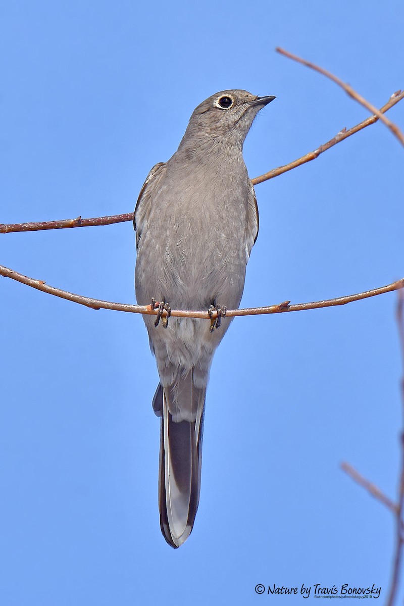 Townsend's Solitaire - ML312218561