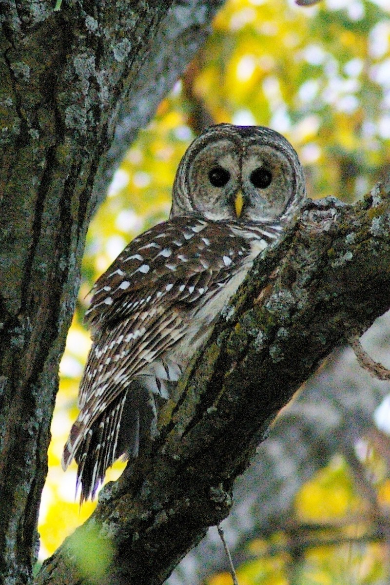 Barred Owl - ML312218651