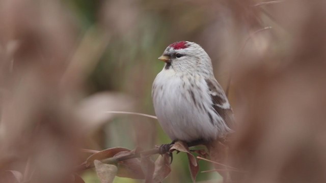 Hoary Redpoll - ML312218911