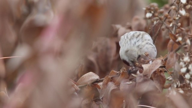 Hoary Redpoll - ML312218921