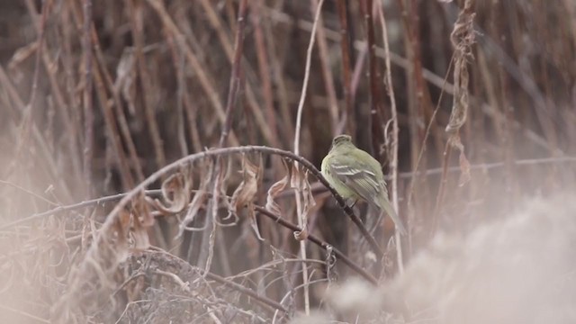 Western Flycatcher (Pacific-slope) - ML312219021