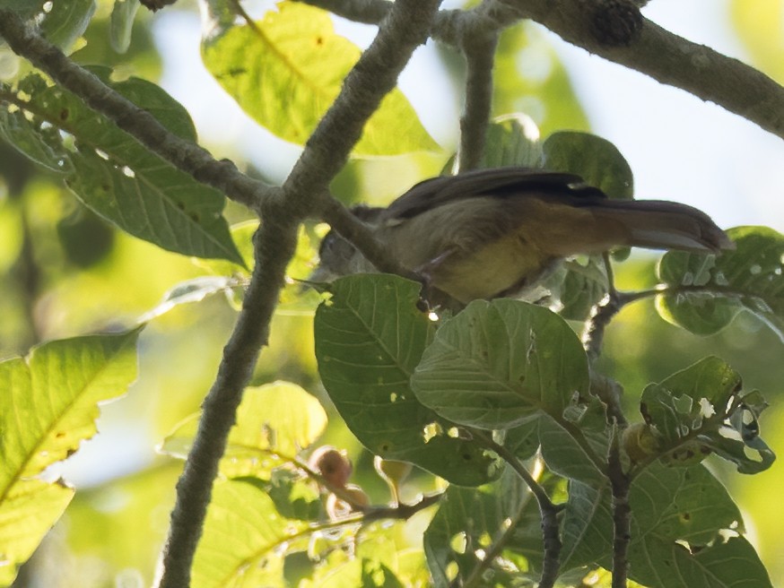 Bulbul Verdoso (cinnamomeoventris) - ML312219101