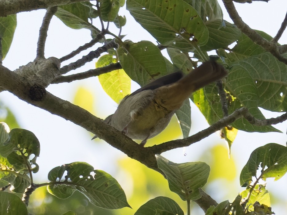 Olive Bulbul (Baker's) - ML312219111