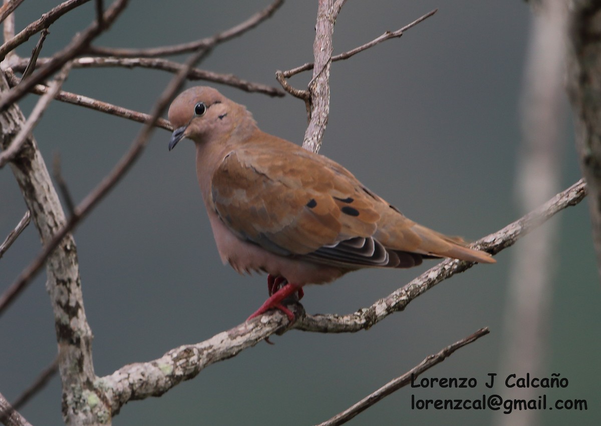 Eared Dove - ML312220841