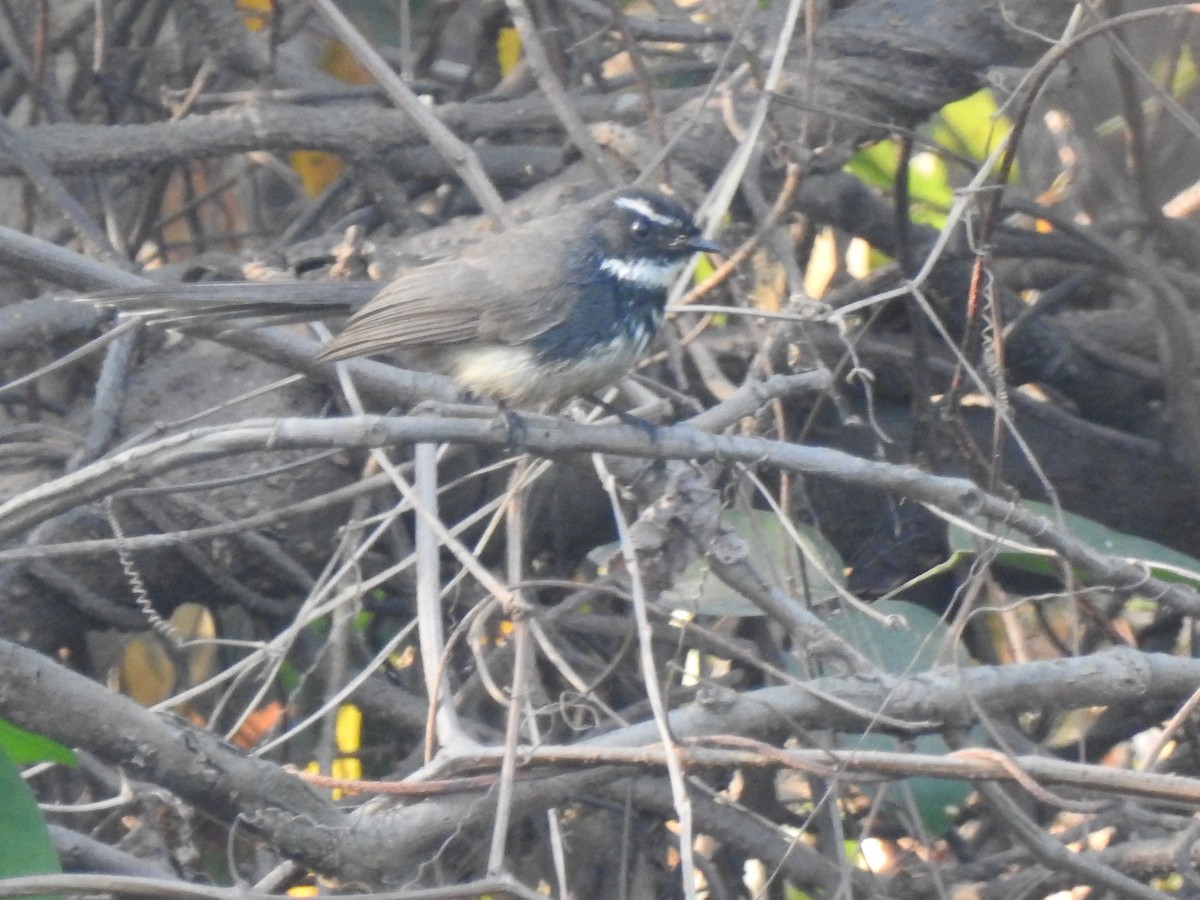 Spot-breasted Fantail - ML312221081