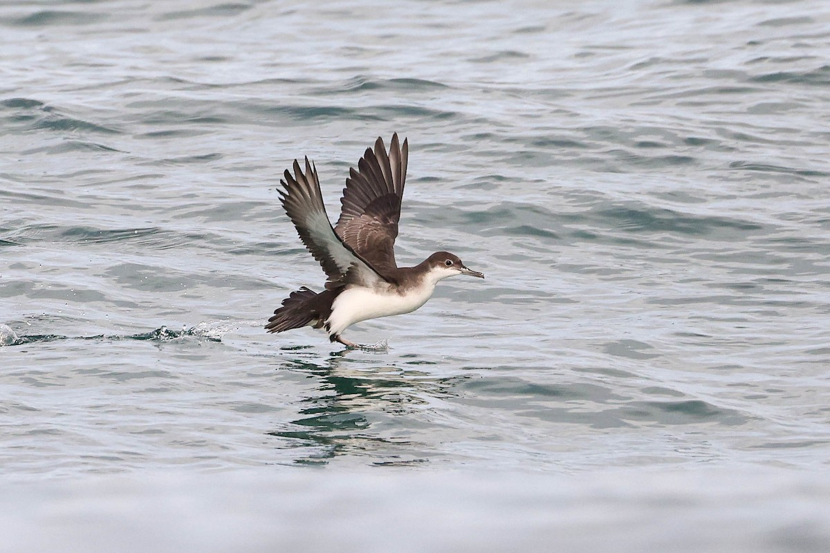 Fluttering Shearwater - ML312221121