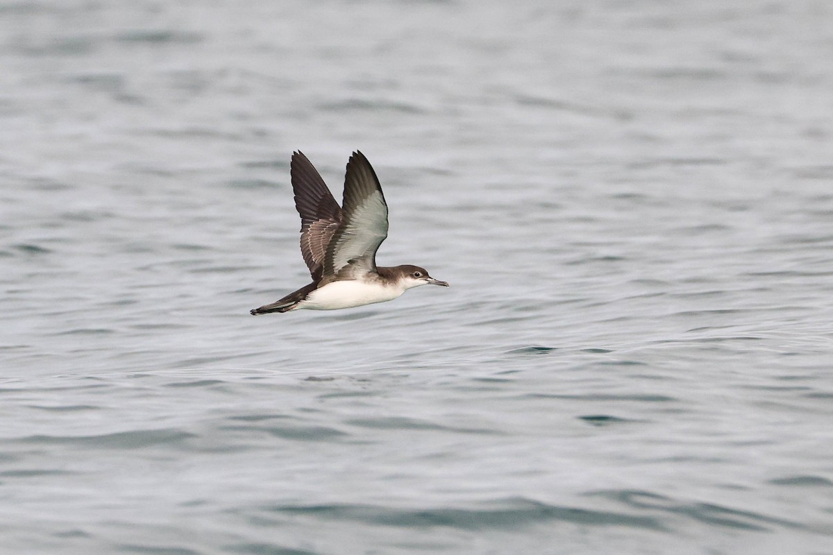 Fluttering Shearwater - ML312221131