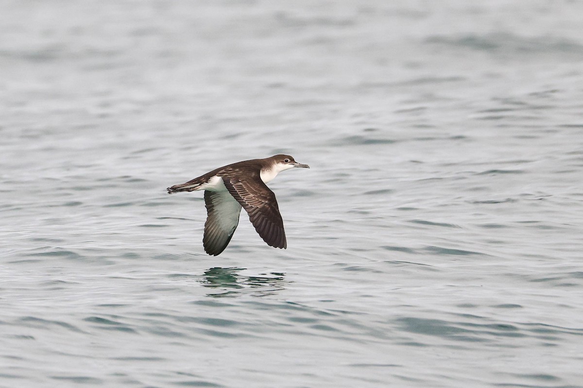 Fluttering Shearwater - ML312221151