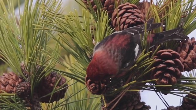 White-winged Crossbill (American) - ML312221311