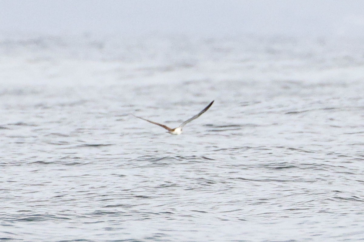 Streaked Shearwater - Ged Tranter