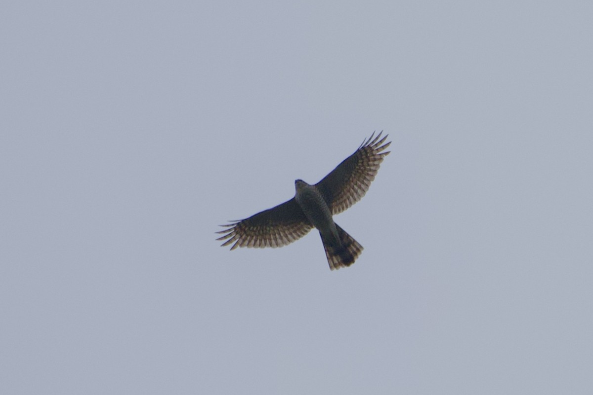 Eurasian Sparrowhawk - ML312222481