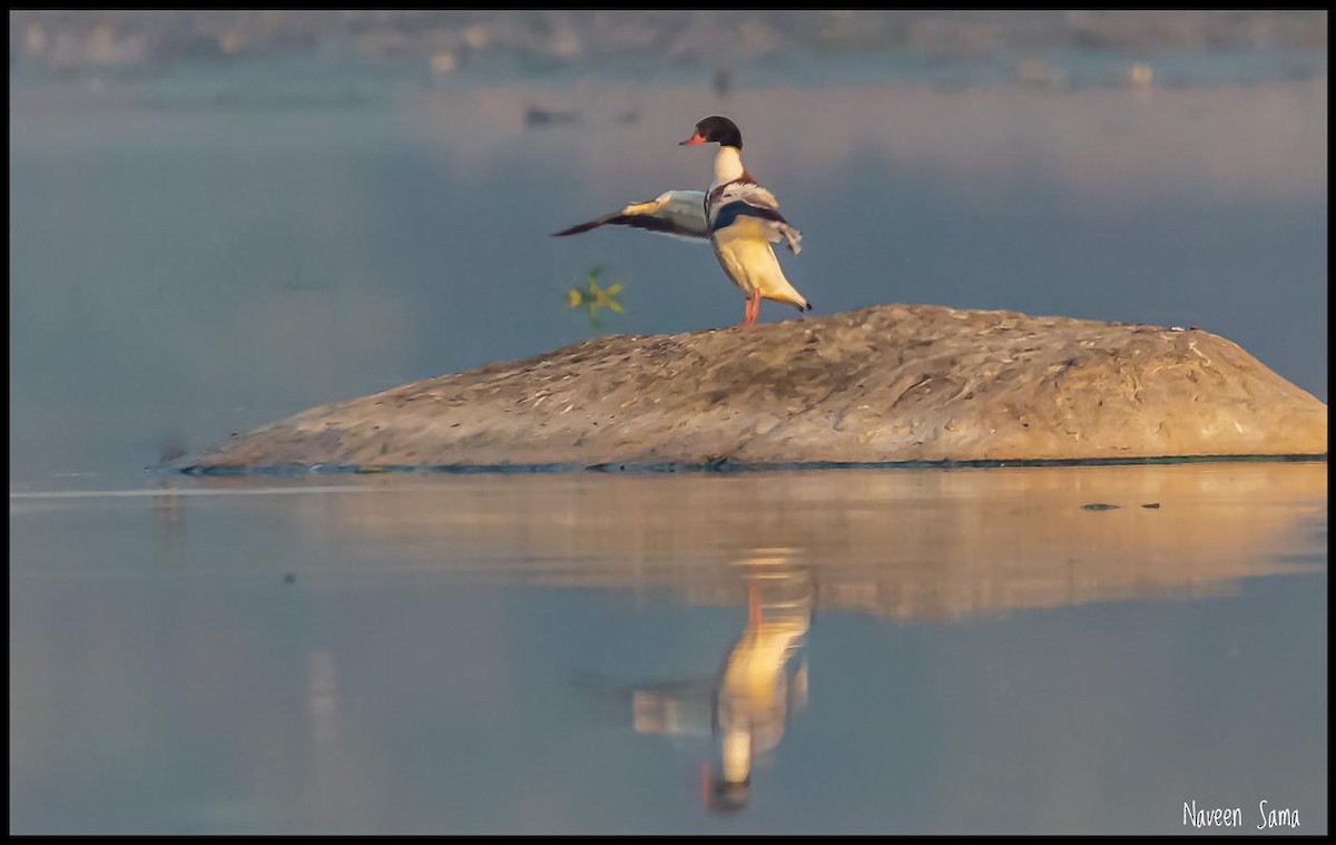 Common Shelduck - ML312225561