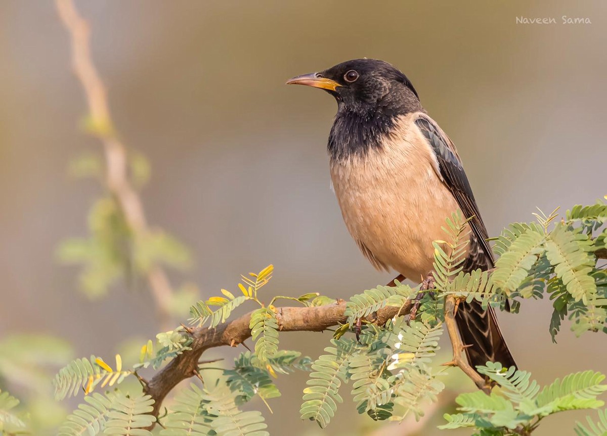 Rosy Starling - ML312225701