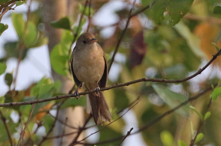 Thick-billed Warbler - Peter Ericsson