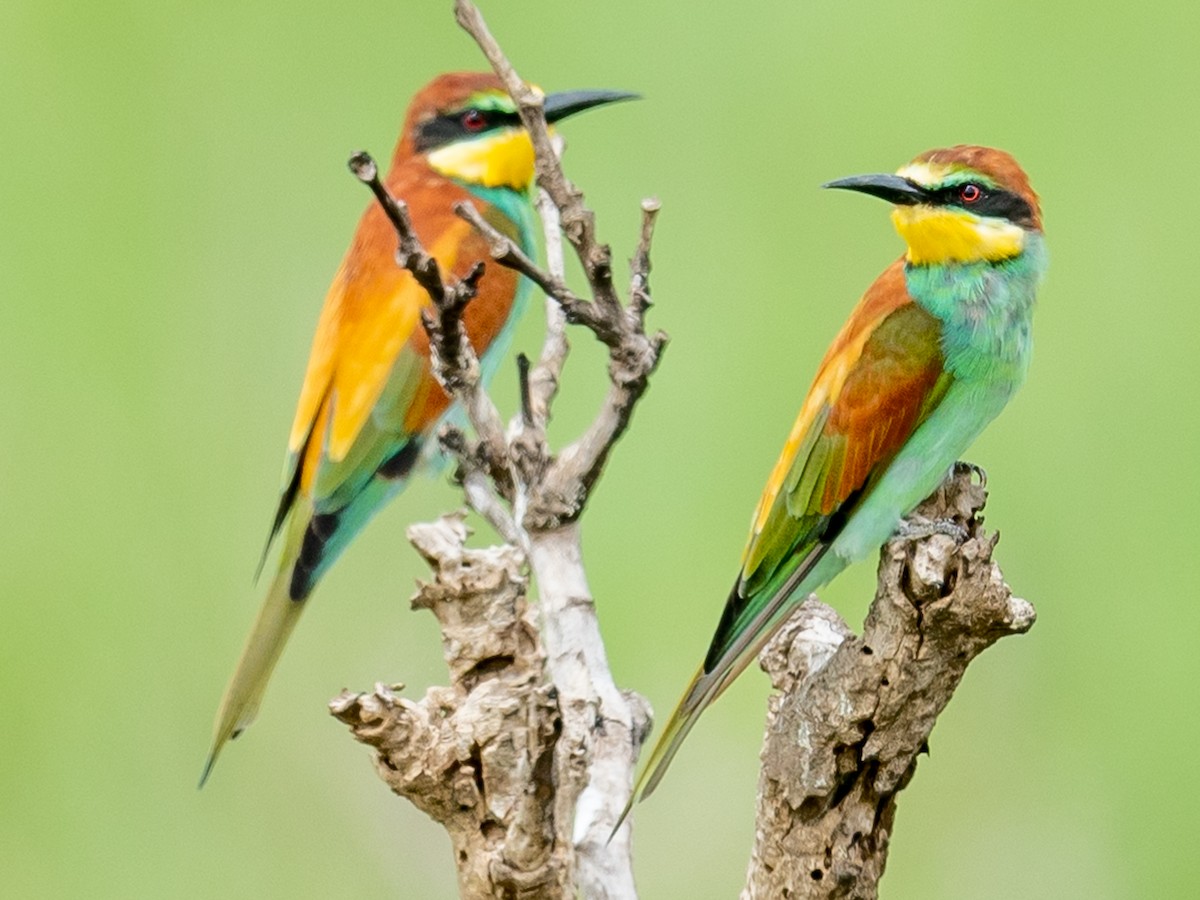 European Bee-eater - ML312226821