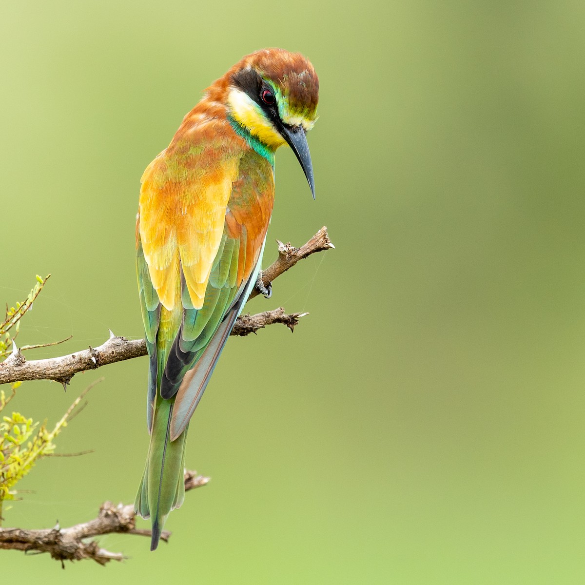 European Bee-eater - ML312226841