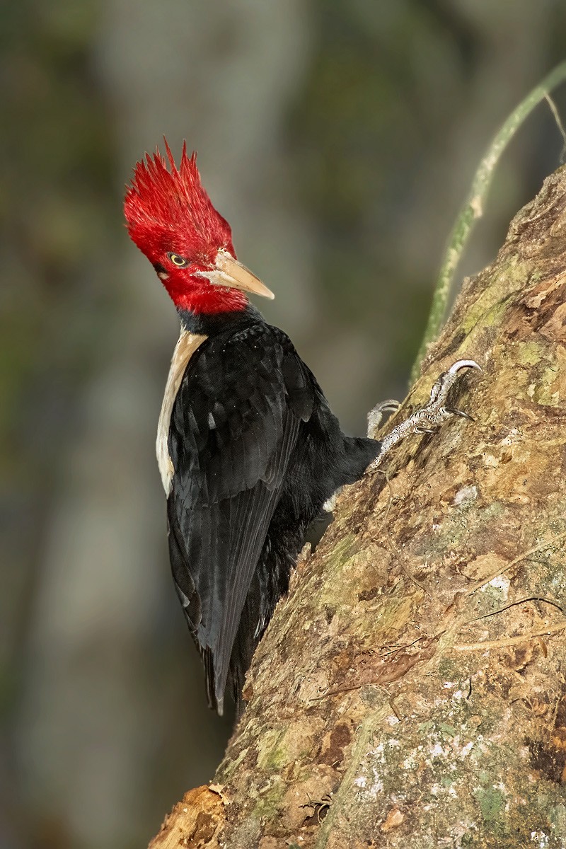 Cream-backed Woodpecker - ML31222701