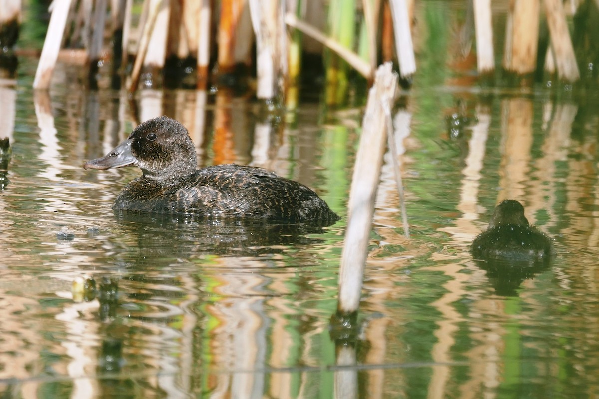 Blue-billed Duck - ML312228381