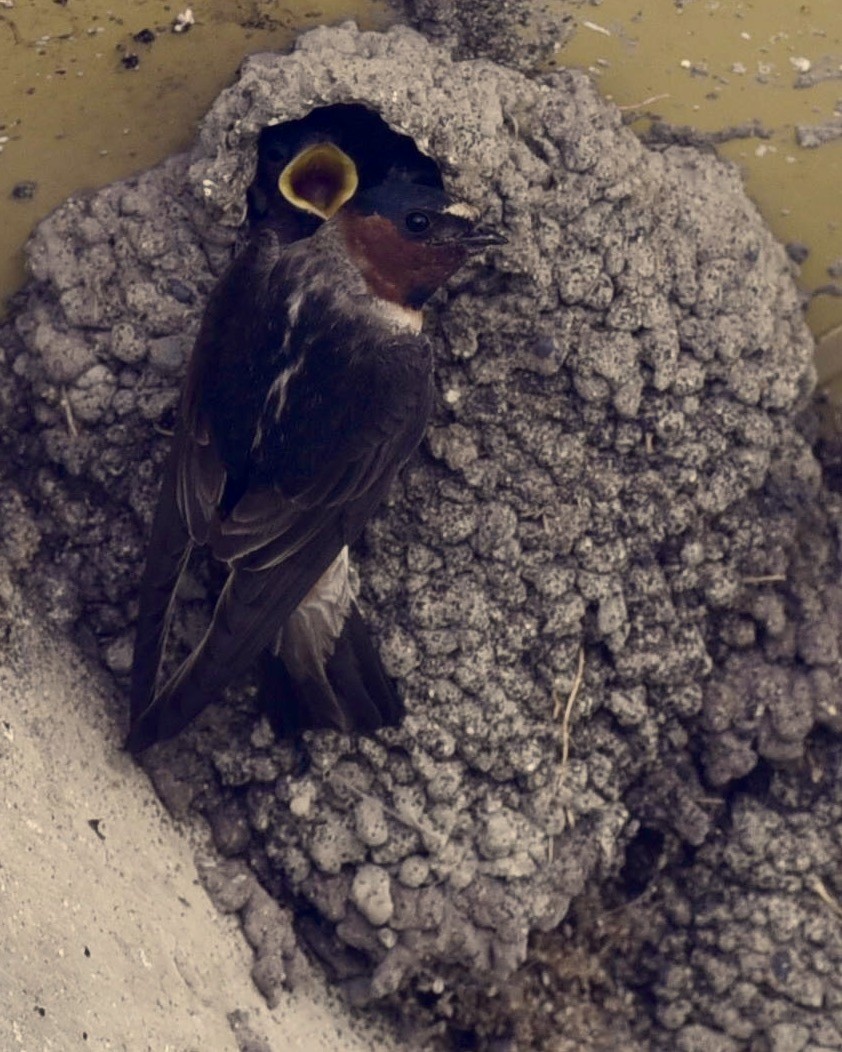 Cliff Swallow - ML31222841