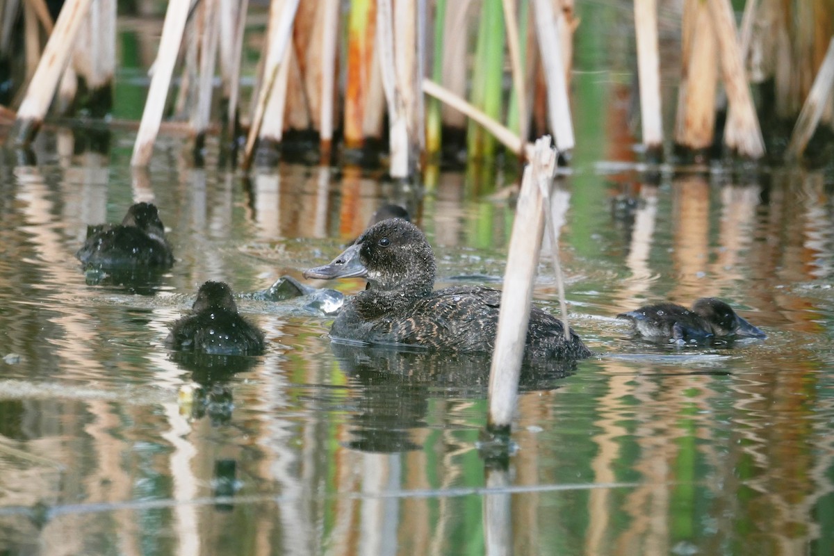 Blue-billed Duck - ML312228521