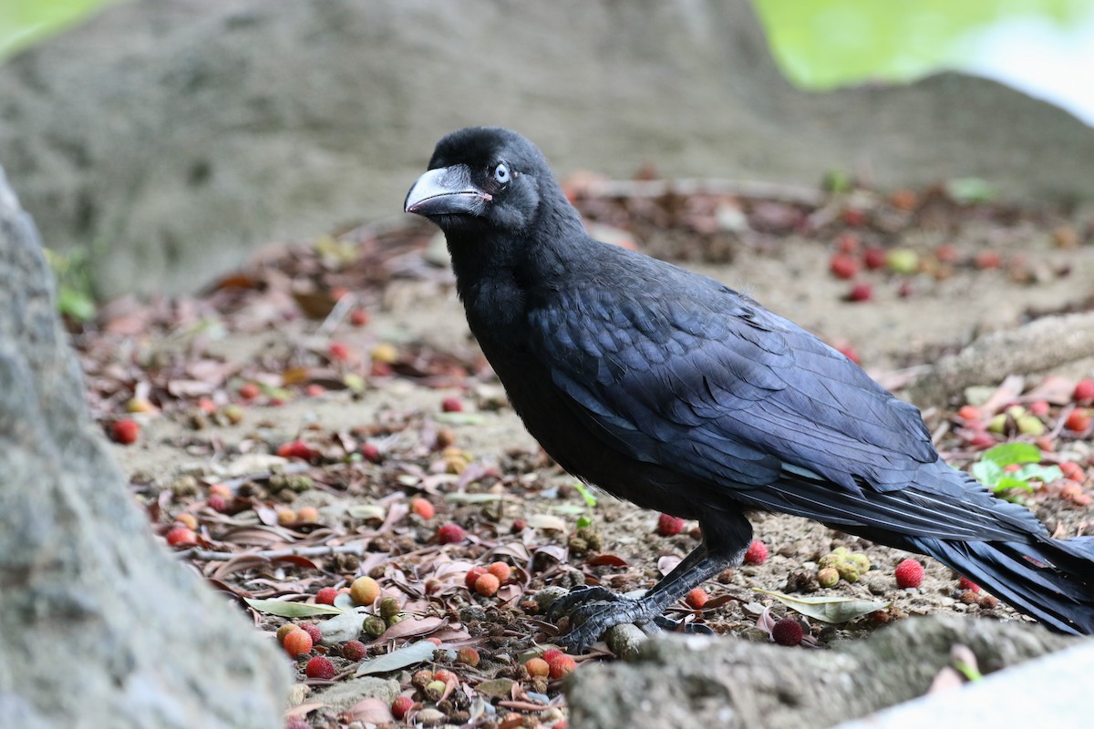 Large-billed Crow - ML312229001