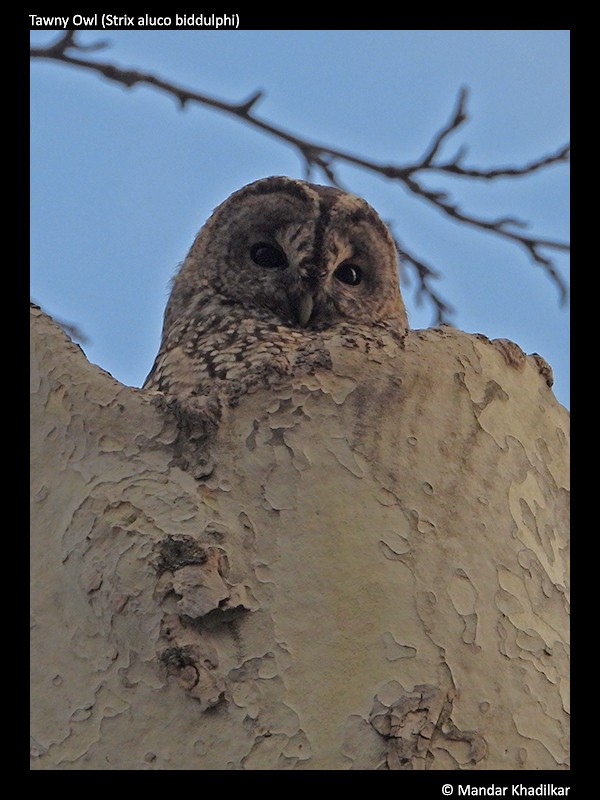 Tawny Owl - ML312230491