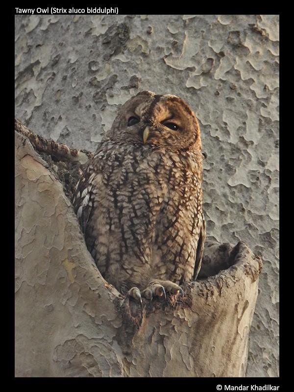 Tawny Owl - ML312230501