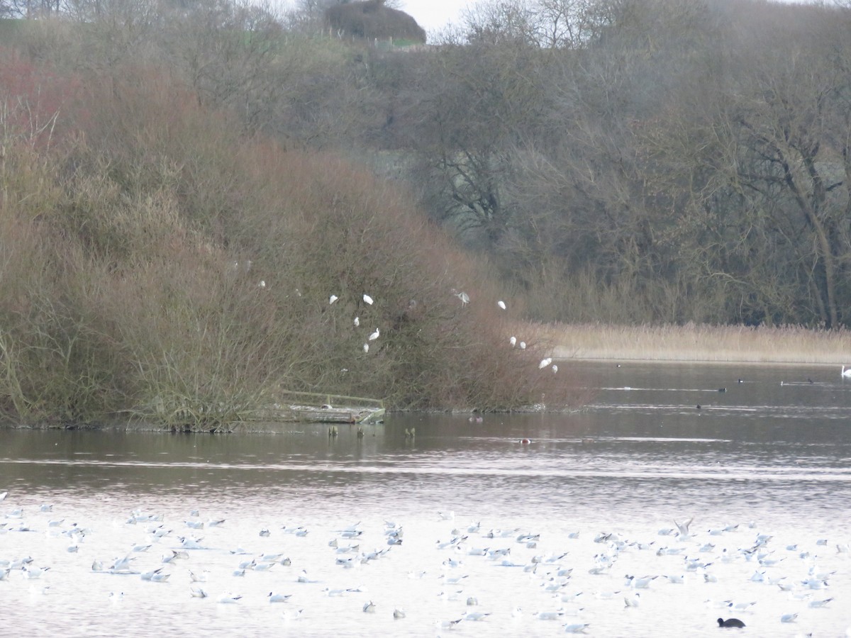 Little Egret - ML312231841