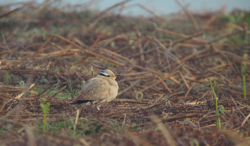 Cream-colored Courser - ML312232231