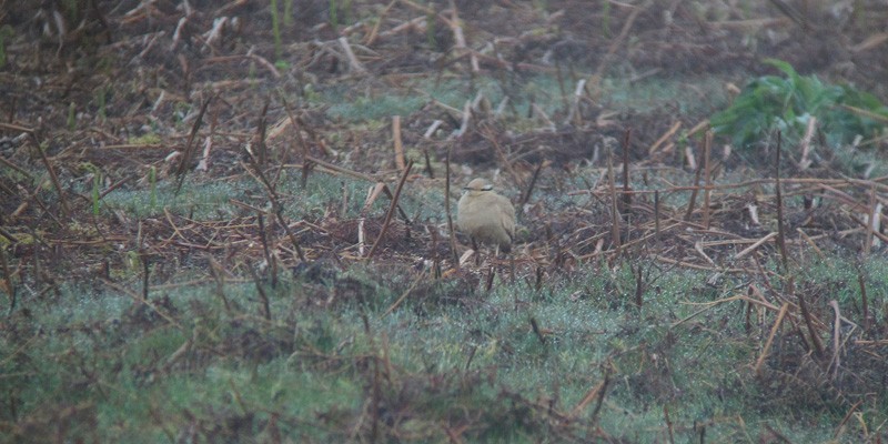Cream-colored Courser - ML312232241