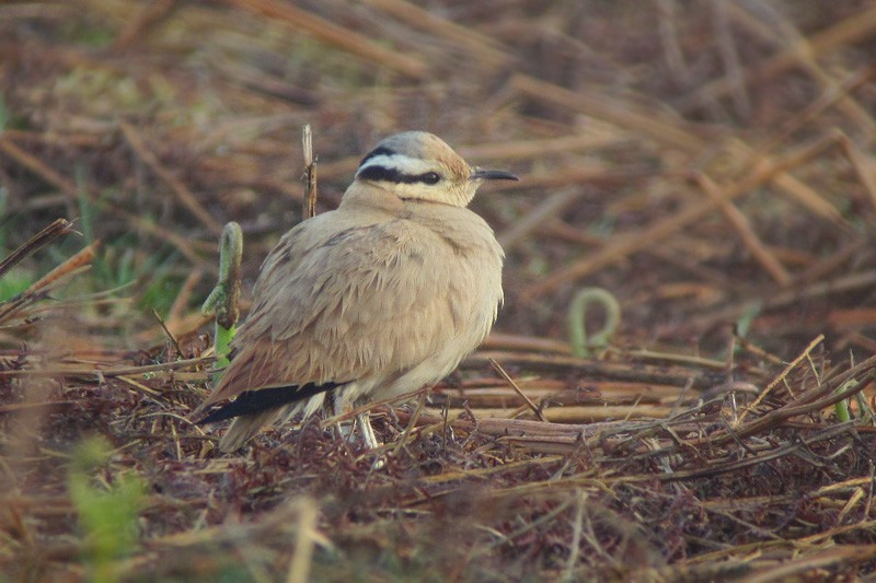 Cream-colored Courser - ML312232251