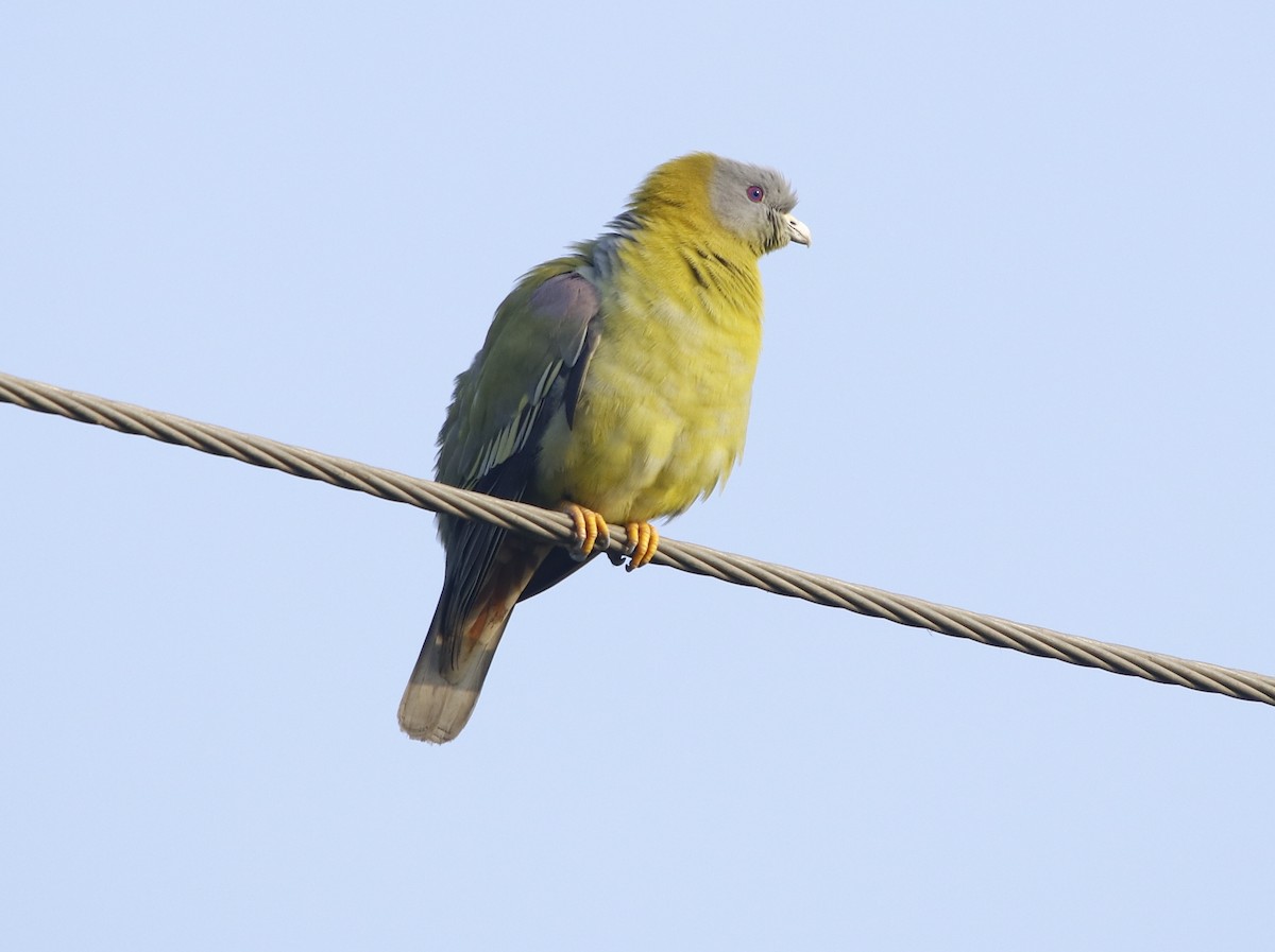 Yellow-footed Green-Pigeon - ML312235721
