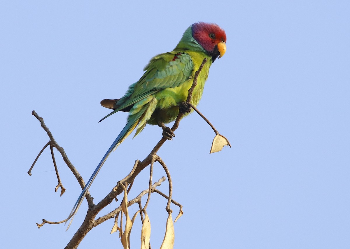 Plum-headed Parakeet - ML312236041